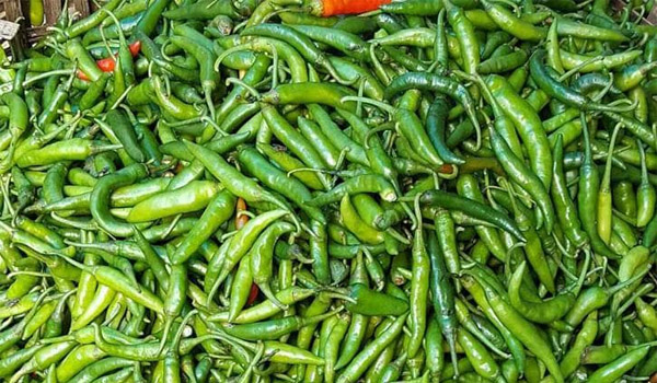 green-chili-01072023-01.jpg