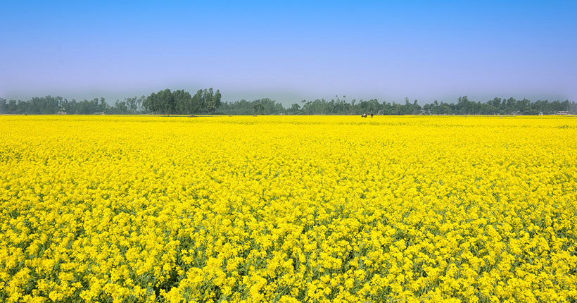 mustard-oil-flower-manikganj-01.jpg