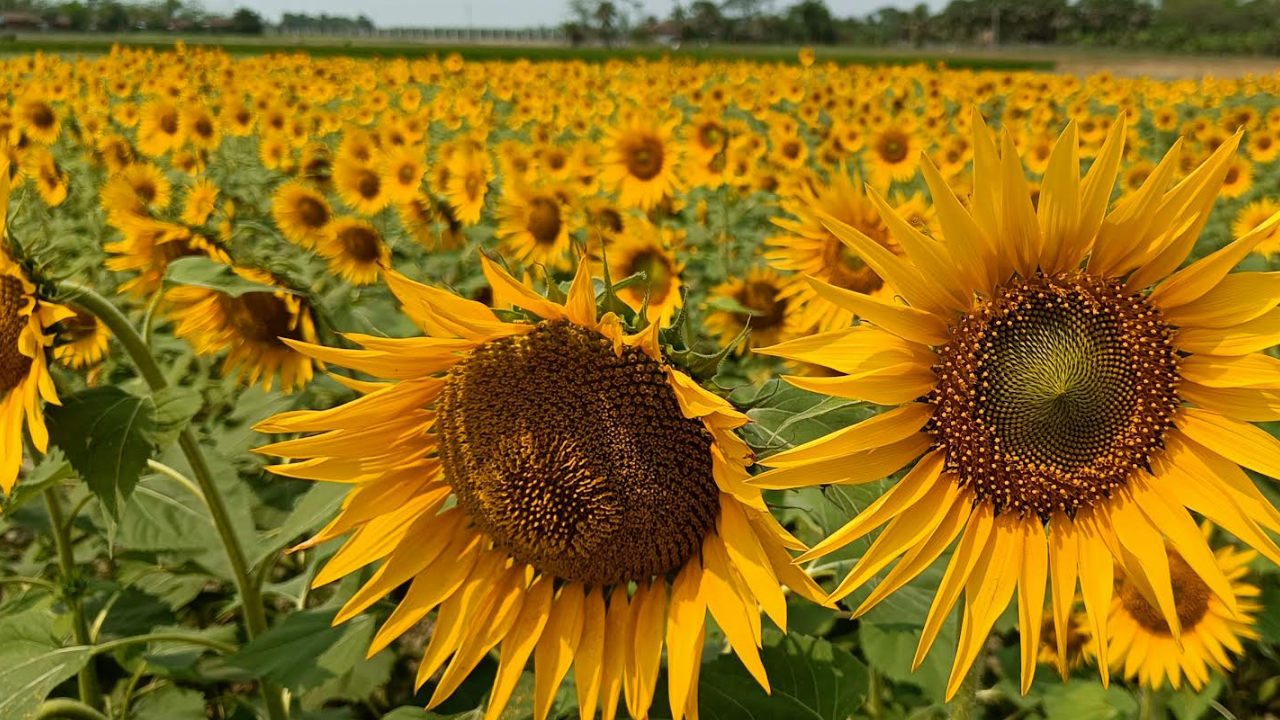 sunflower-20240330115551.jpg