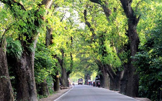 Jessore-Road-Tree.jpg