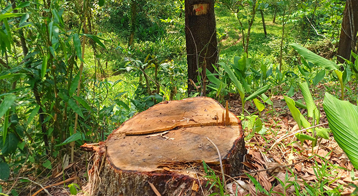 Tree-Cutting.jpg